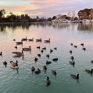 Meet your Posher, Joyce